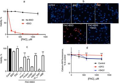 Mitochondrial lipid peroxidation is necessary but not sufficient for induction of ferroptosis